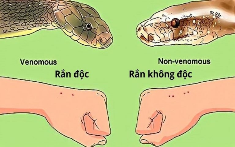 Các loài rắn ở Việt Nam? Biện pháp xử lý nếu vô tình bị rắn cắn