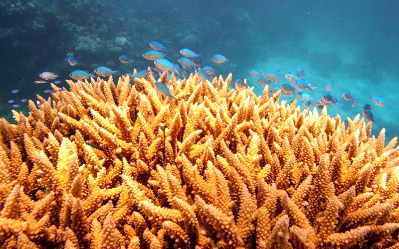 Đặc điểm của san hô