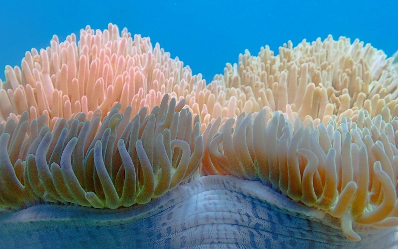 Những điều thú vị về san hô