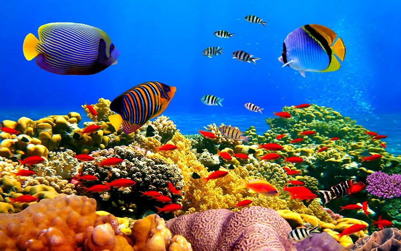 Vai trò san hô trong hệ sinh thái biển