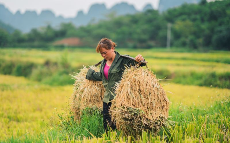 Du lịch Tây Bắc mùa nào đẹp?