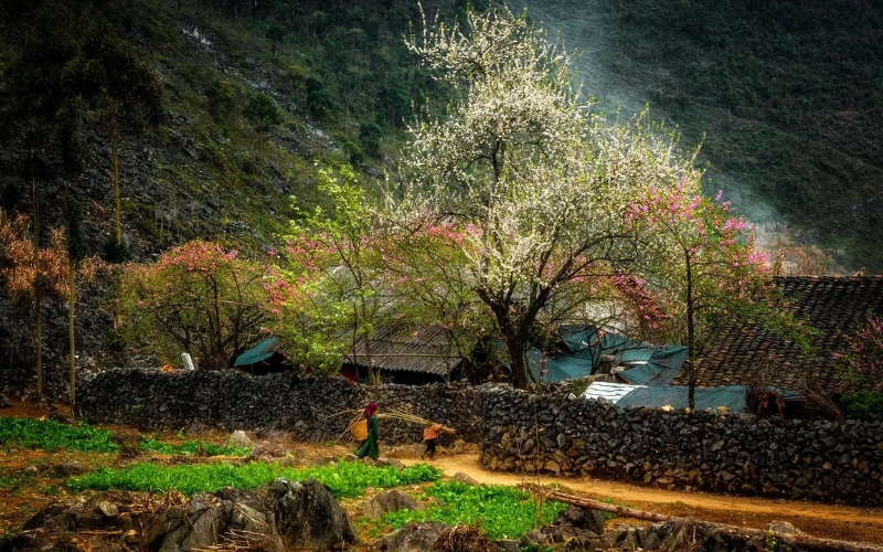 mùa xuân tại hà giang
